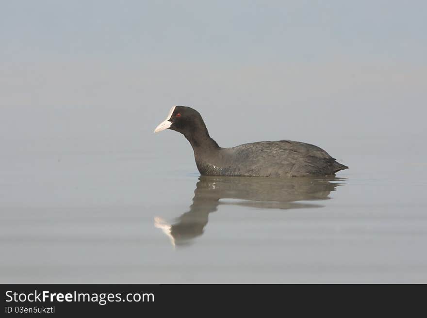 Coot on the lake (fulica atra). Coot on the lake (fulica atra)