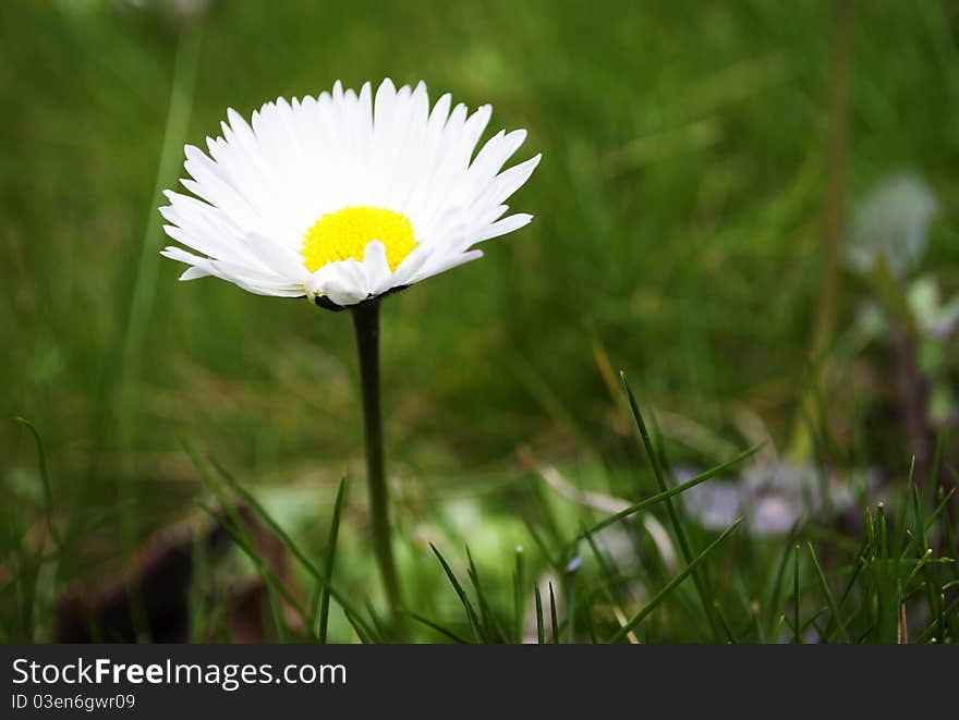 Camomile blossomed in the meadow. Camomile blossomed in the meadow