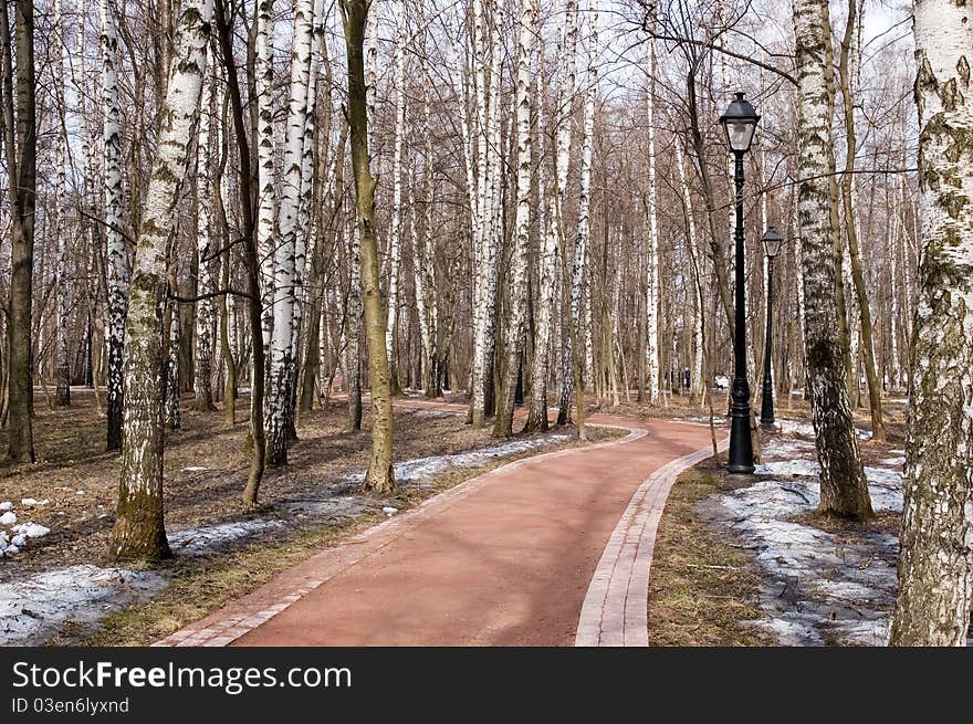 Birch alley in spring park