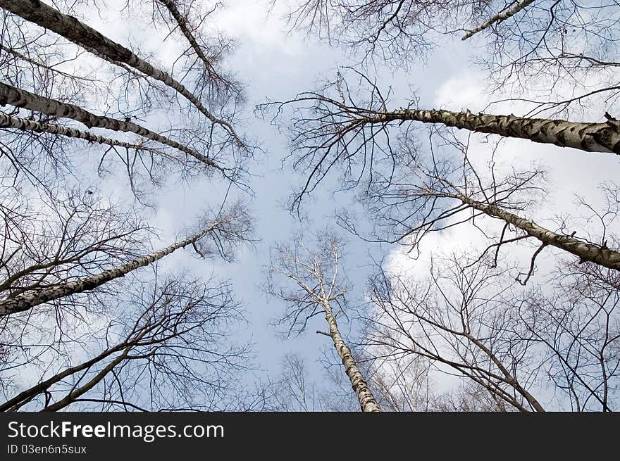 Spring Birch Grove