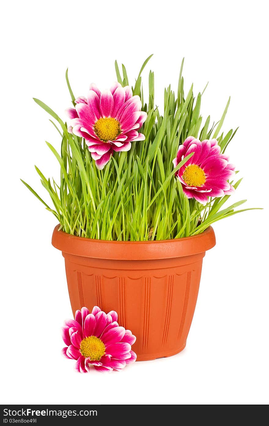 Green grass in a pot isolated