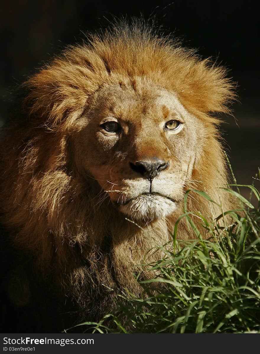 Portrait of male lion in late afternoon sun. Portrait of male lion in late afternoon sun.