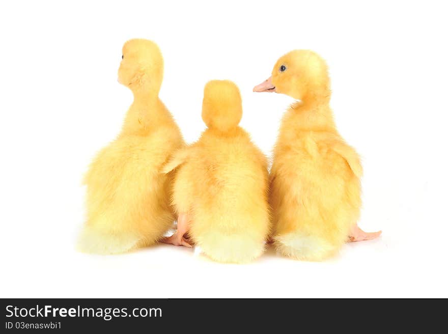 Three little yellow fluffy ducklings  isolated. Three little yellow fluffy ducklings  isolated