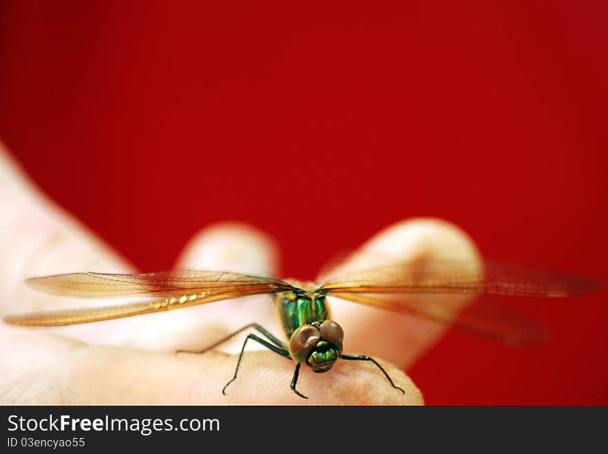 Electric color small dragon fly. Electric color small dragon fly