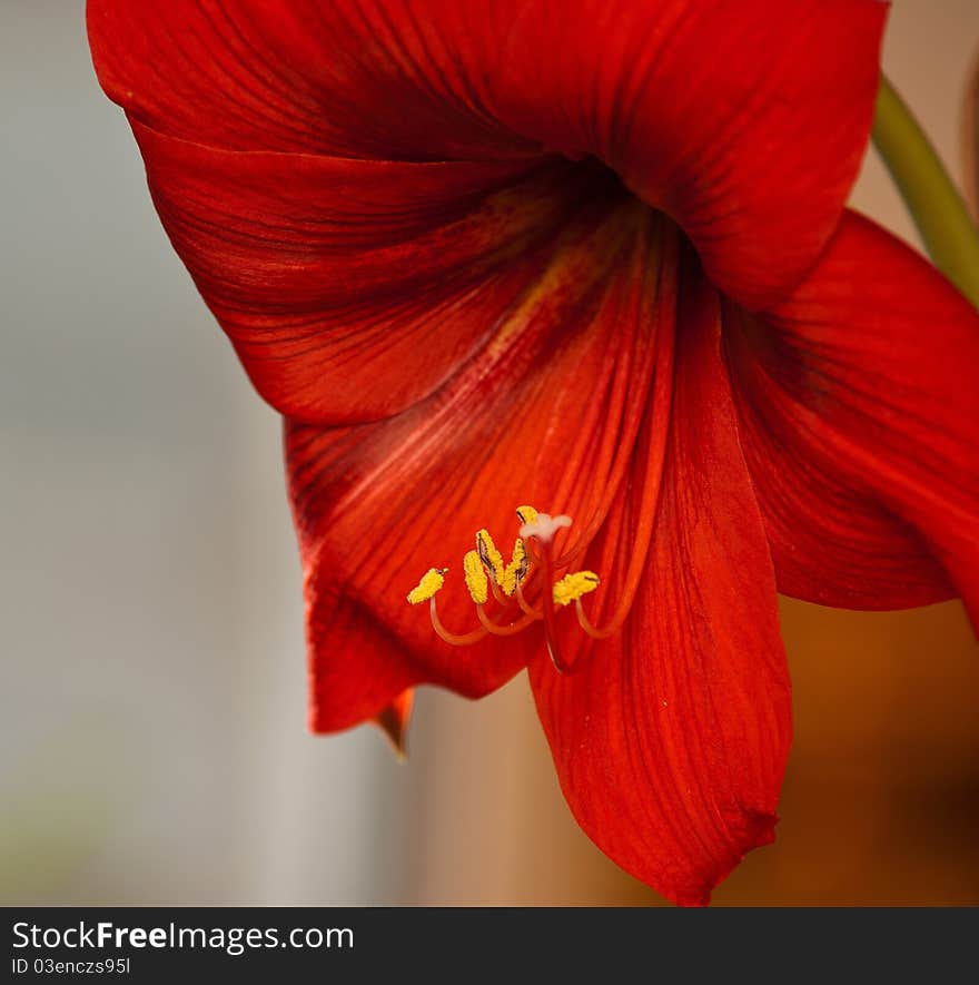 Beautiful home Amaryllis flower. Hippeastrum. one of our favorite houseplants, especially in a fairly cold Russian climate, with nearly half-year periods of lying snow and lack of access to the natural landscape works on his favorite dacha garden plot! Modern varieties of amaryllis quite differently colored and are usually topped with large bell-shaped flowers of various shades from pure white to dark crimson, purple and even green. There are varieties of terry and distinctively striped flowers. Birthplace of this unusual flower - South America.