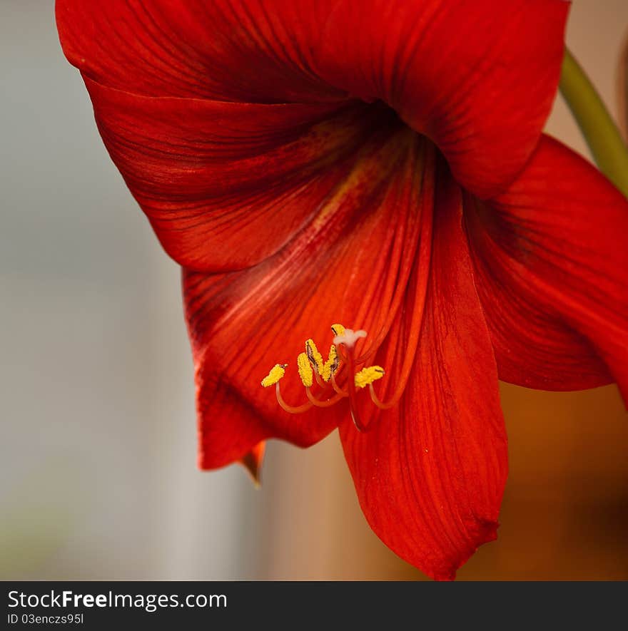 Beautiful home Amaryllis flower