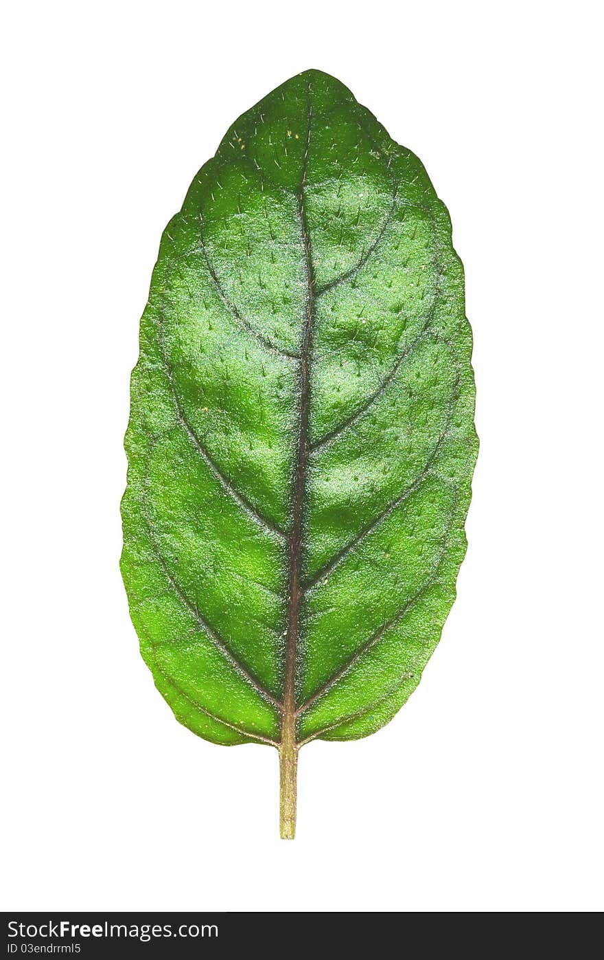 Green Leaves Close Up