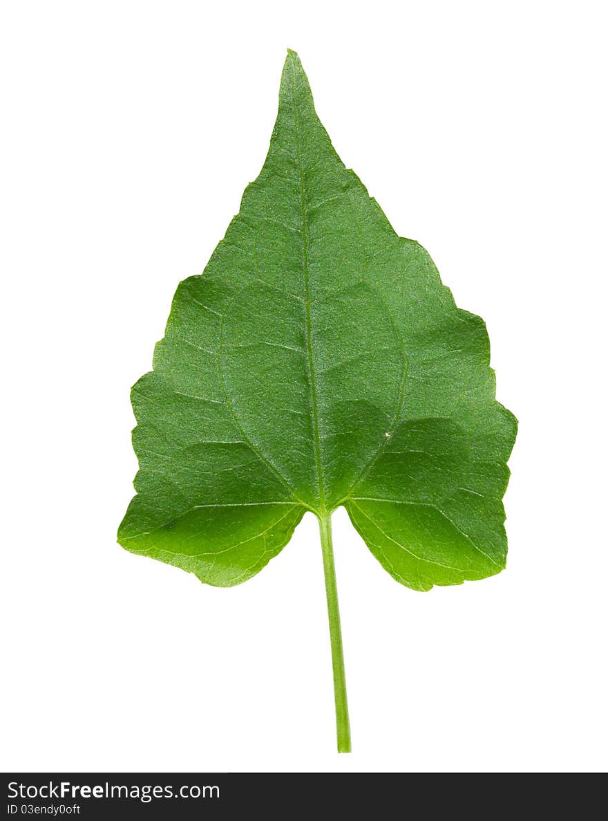 Green Leaves Close up isolate