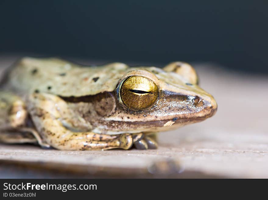 Close up of Frog