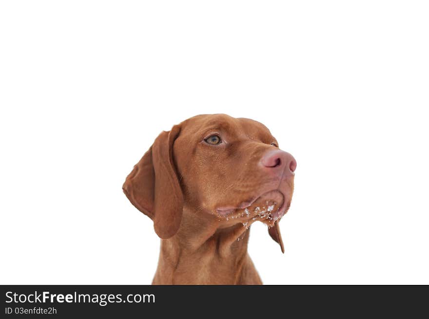 A close-up shot of a Hungarian Vizsla dog with snow on its chin and a grey sky in the background. Selective focus. A close-up shot of a Hungarian Vizsla dog with snow on its chin and a grey sky in the background. Selective focus.