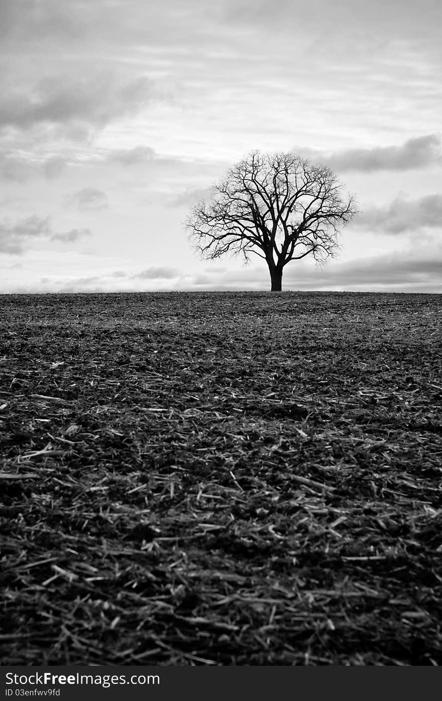 A black and white photo of a single tree standing in an empty farm field in autumn. A black and white photo of a single tree standing in an empty farm field in autumn.
