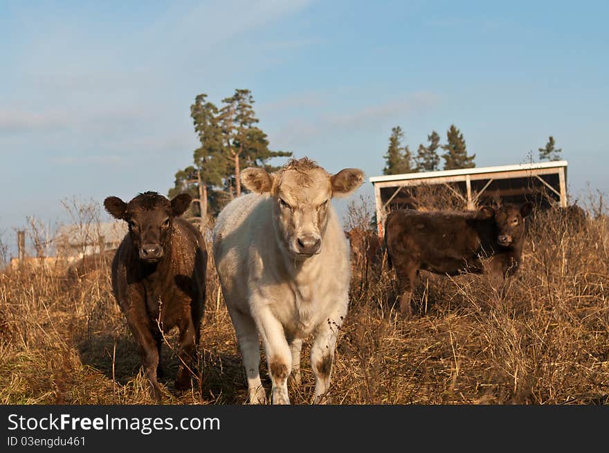 Three Cows in a field