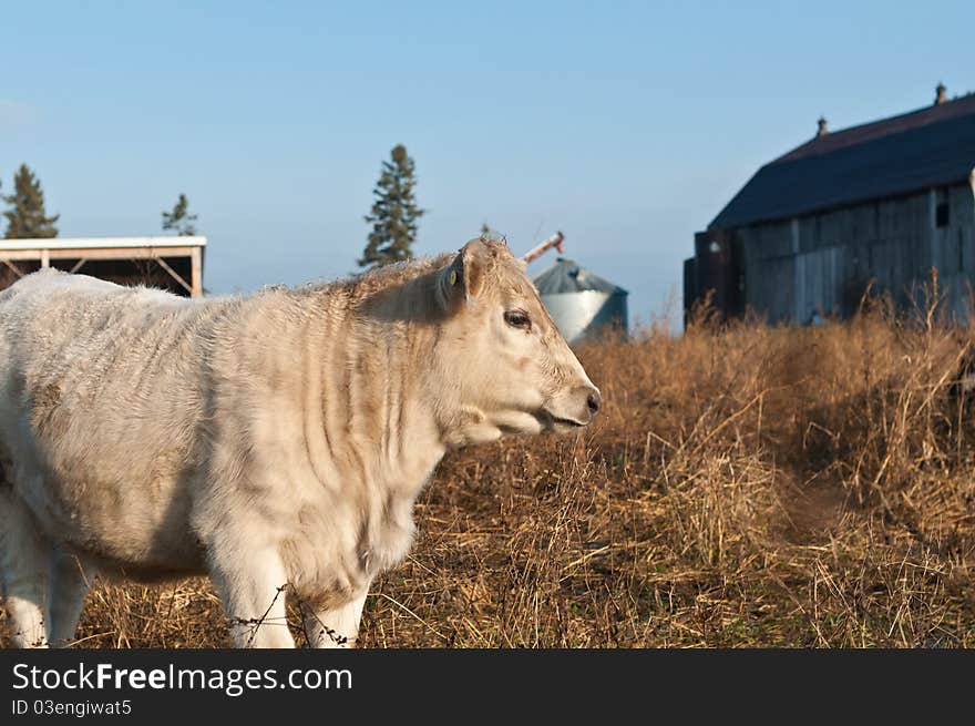 A white cow stands in a field on a farm. A white cow stands in a field on a farm.