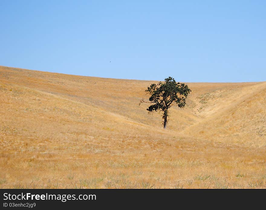 A lone tree in barren Southern California landscape. A lone tree in barren Southern California landscape.