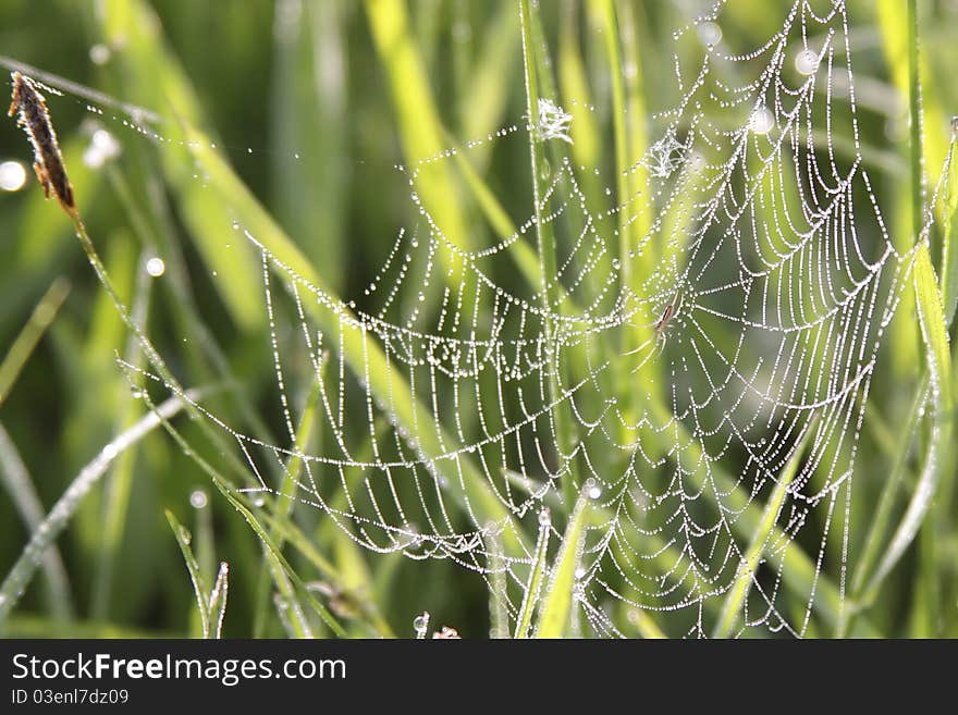 Spider On Cobweb