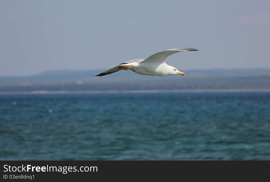 Mediterranian seagull outspread his wings and fly free above the sea. Mediterranian seagull outspread his wings and fly free above the sea