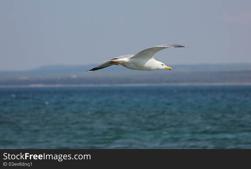 Seagull above the sea