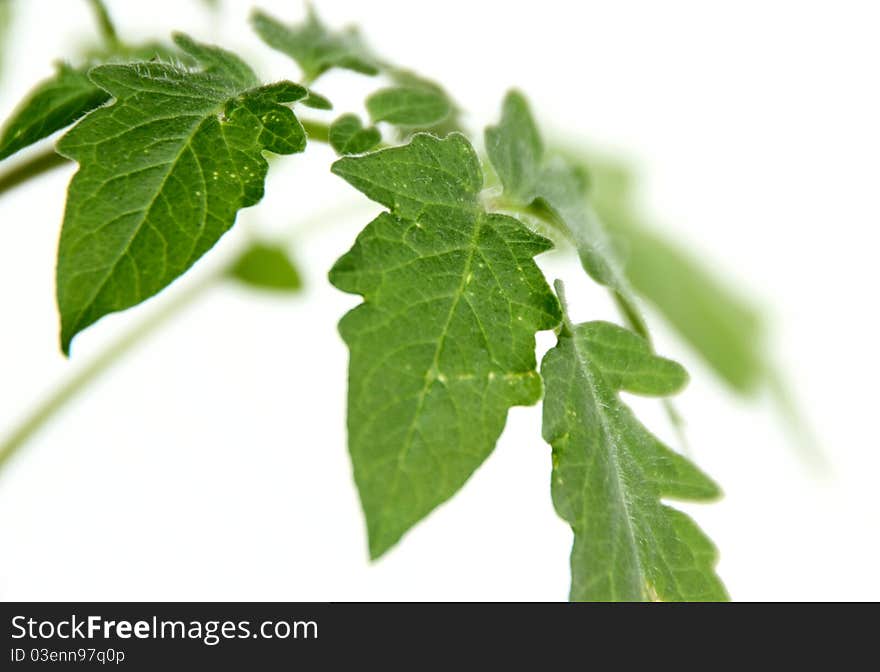 Tomato seedlings isolated on white