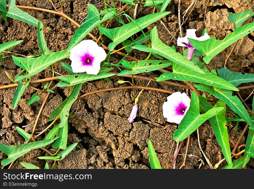 Swamp Morning Glory with green leaf