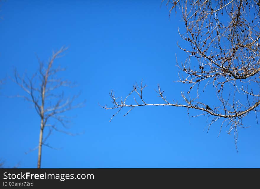 Bare pine tree with a bird against blue sky