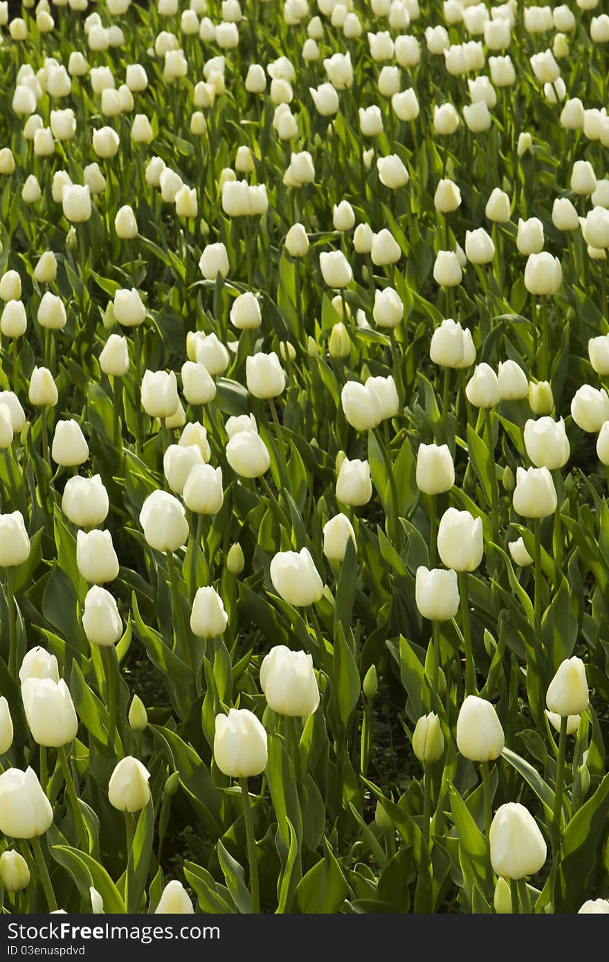 Field of beautiful white tulips