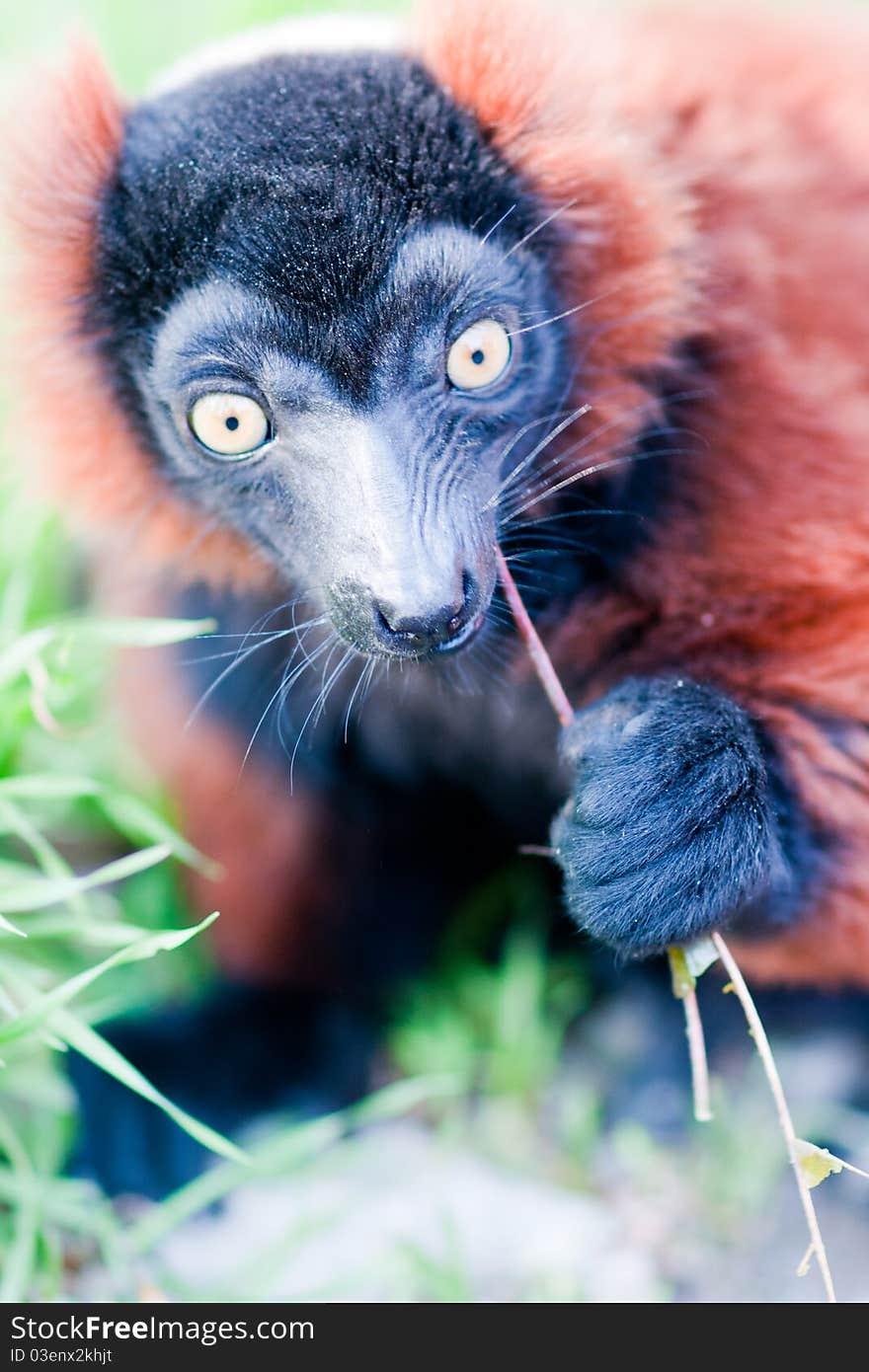 Young lemur eats the grass.