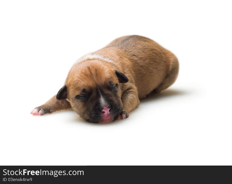 Little puppy lying on a white background