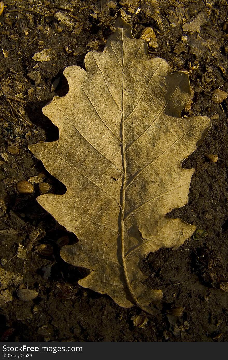 Dried out autumn leaf on the ground in the woods