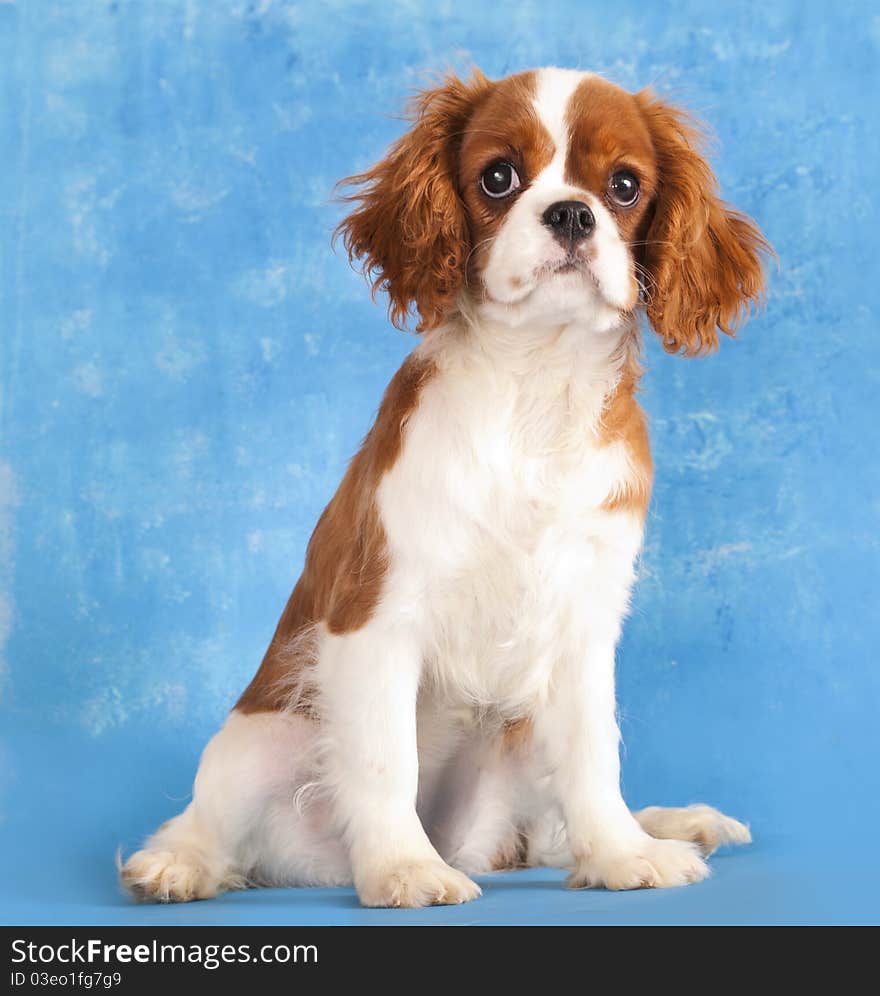 Cavalier King Charles Spaniel puppy on a blue background