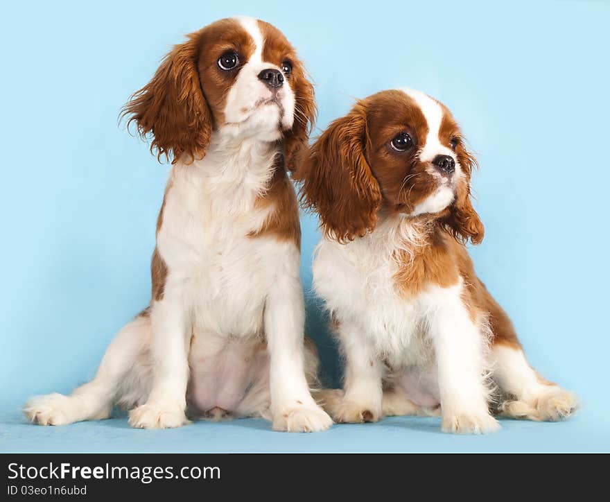 Cavalier King Charles Spaniel puppy on a blue background