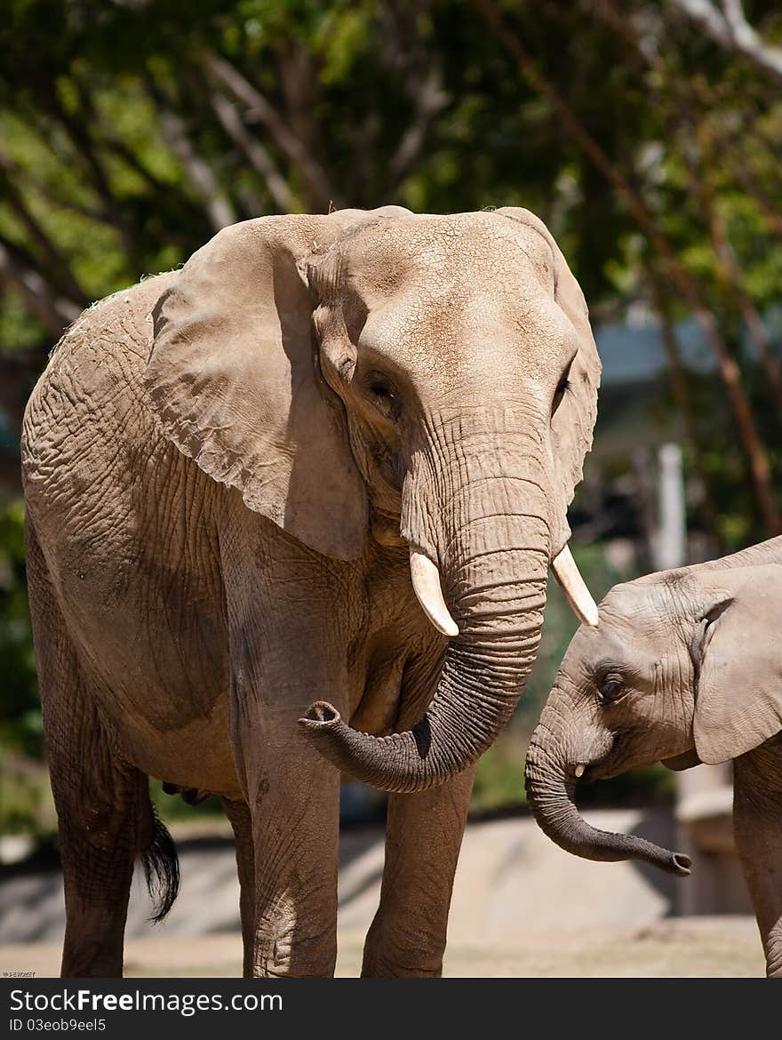 African elephants in captivity at a zoo