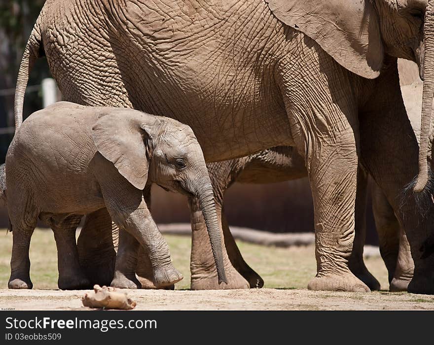 African elephants in captivity at a zoo