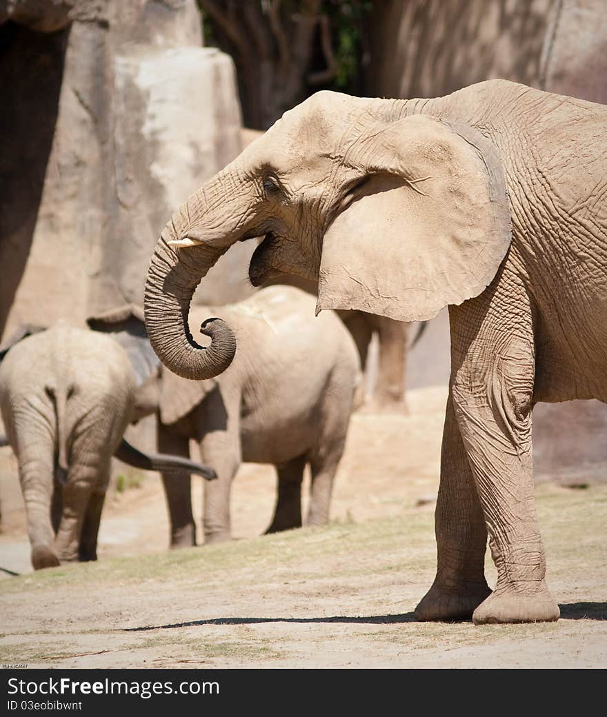 African elephants in captivity at a zoo