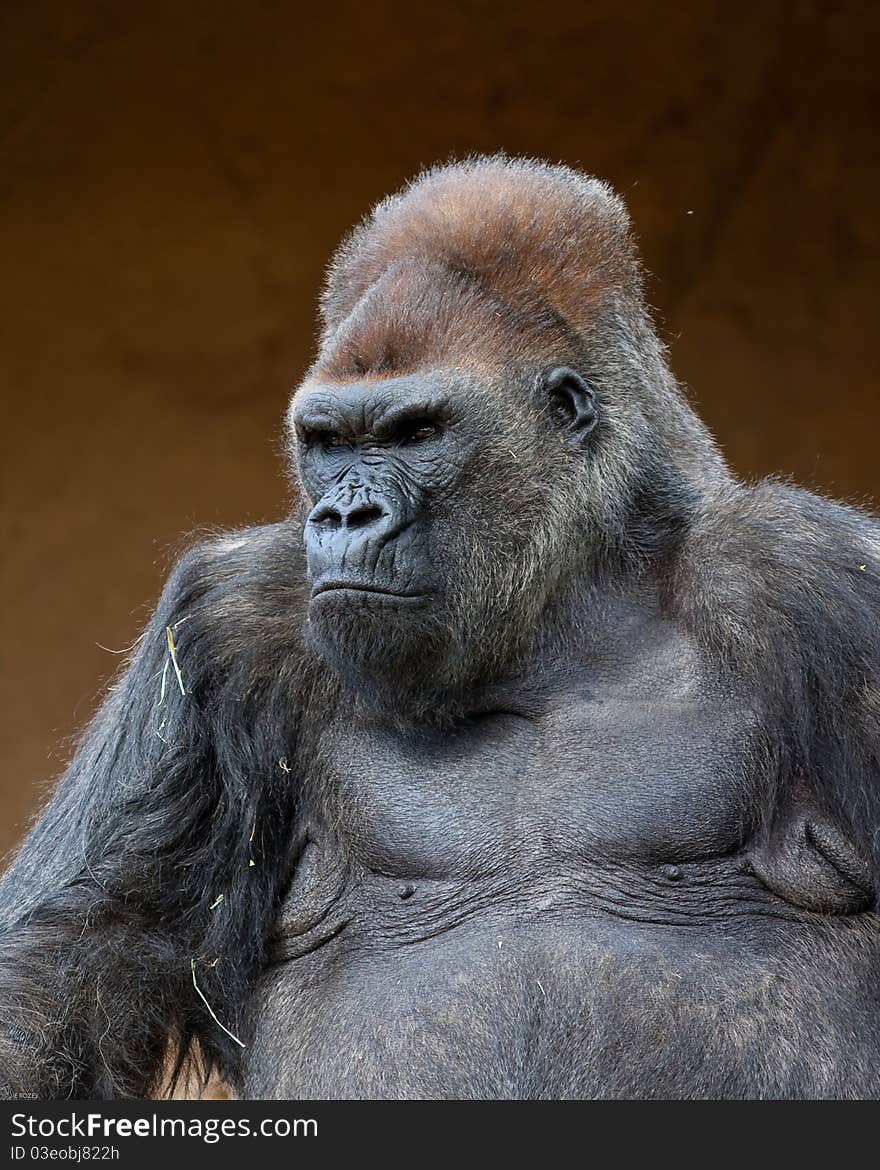 Male Gorilla