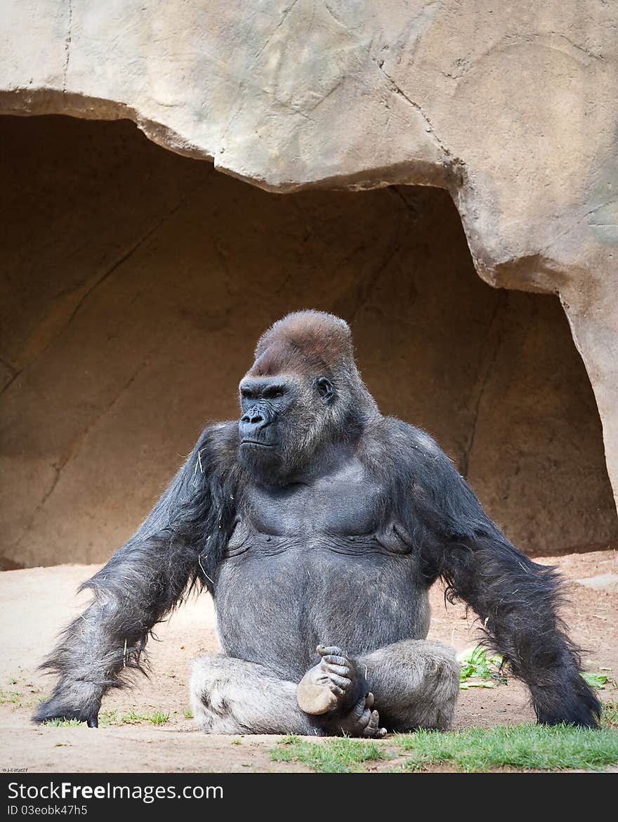 Male Gorilla