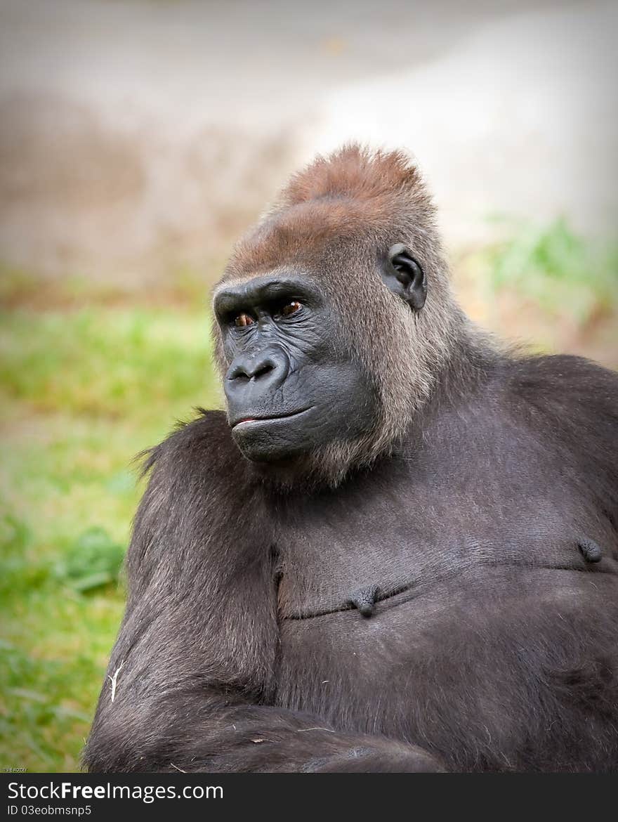 Female Gorilla