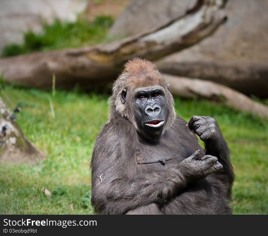 Female Gorilla