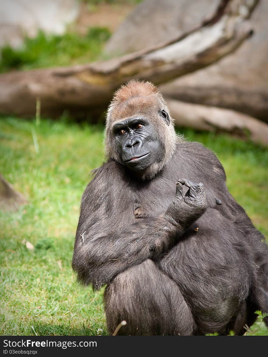 Female Gorilla