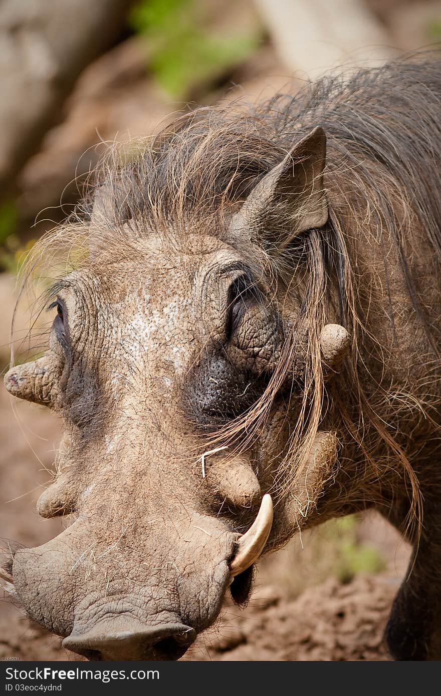 Warthog in captivity at a zoo