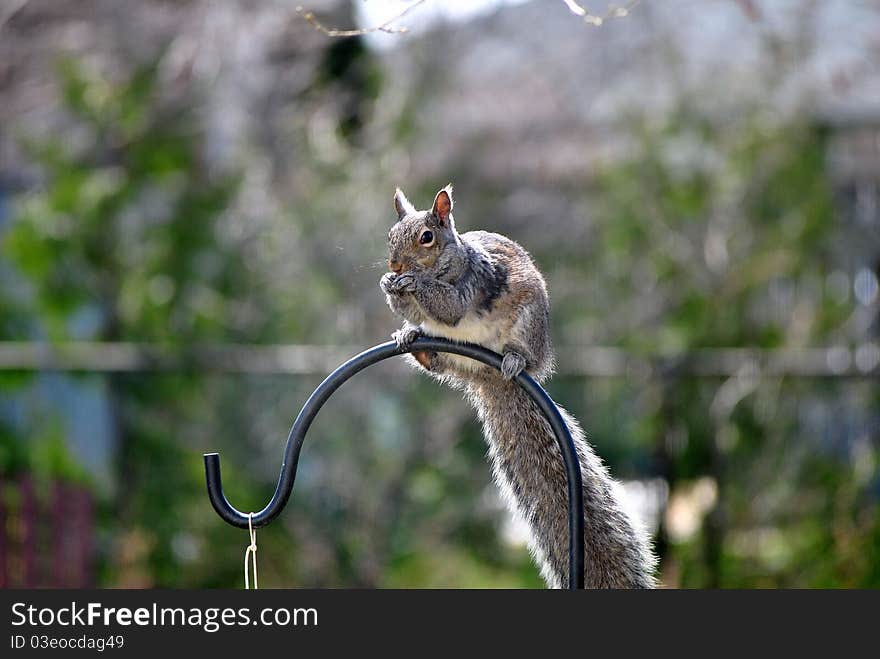 Gray squirrel perches on a bird feeder pole