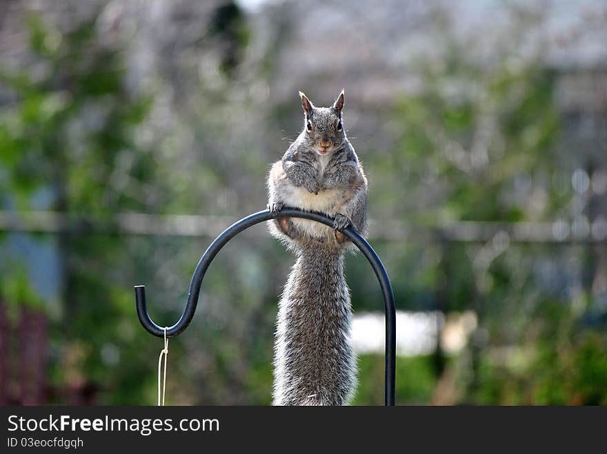 Gray squirrel perches on a bird feeder pole