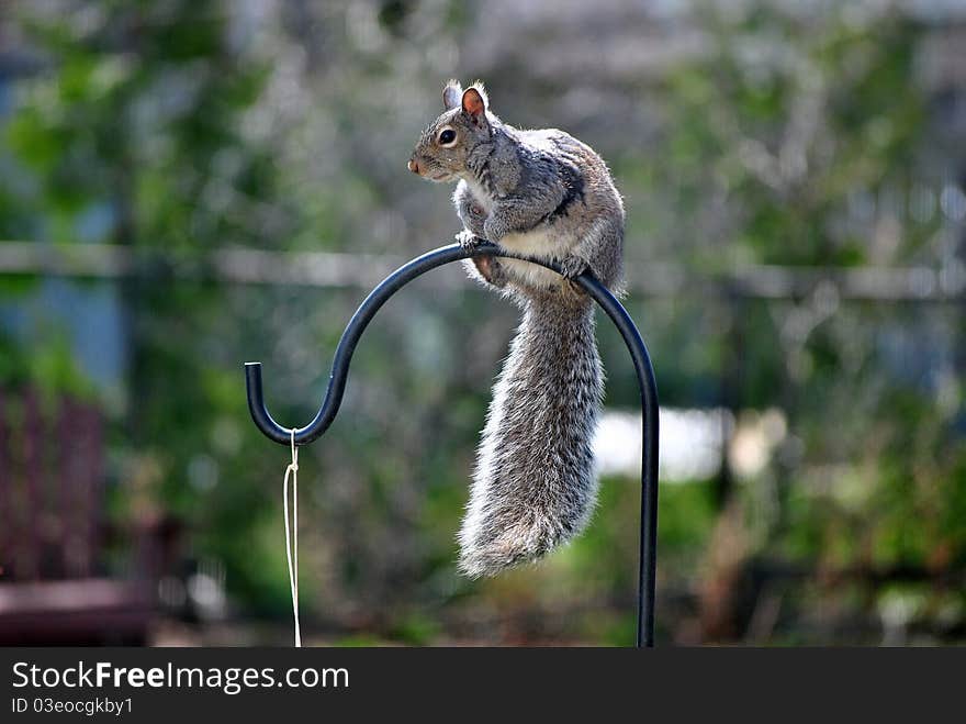 Gray squirrel perches on a bird feeder pole