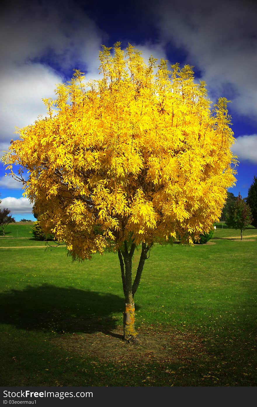 A yellow leaved tree on green grass and blue sky. A yellow leaved tree on green grass and blue sky.