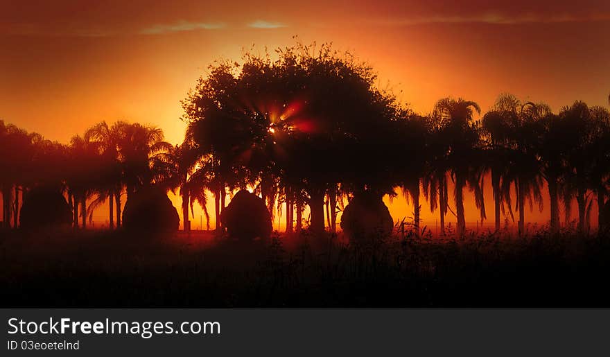 Sun shining through fog and tree. Silhouette on red yellow and orange. Sun shining through fog and tree. Silhouette on red yellow and orange.