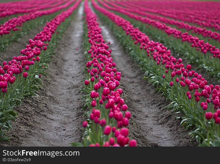 Rows of pink tulips are on display and ready for picking in the Skagit Valley, Washington. Rows of pink tulips are on display and ready for picking in the Skagit Valley, Washington.