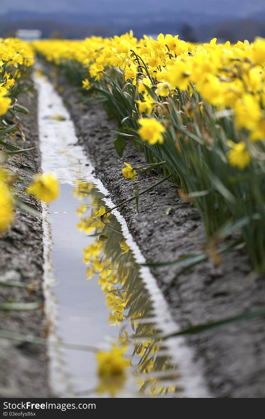 Rows of blooming daffodils on display and ready for picking in Western Washington's Skagit Valley. Rows of blooming daffodils on display and ready for picking in Western Washington's Skagit Valley.