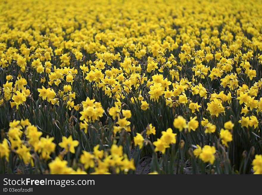 Blooming daffodils on display and ready for picking in Western Washington's Skagit Valley. Blooming daffodils on display and ready for picking in Western Washington's Skagit Valley.