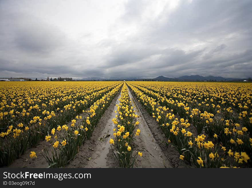 Rows of blooming daffodils on display and ready for picking in Western Washington's Skagit Valley. Rows of blooming daffodils on display and ready for picking in Western Washington's Skagit Valley.