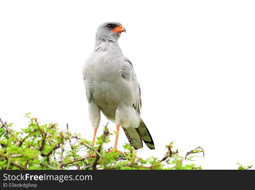 The (Southern) Pale Chanting Goshawk (Melierax canorus) is a bird of prey in the family Accipitridae. This hawk breeds in southern Africa. The (Southern) Pale Chanting Goshawk (Melierax canorus) is a bird of prey in the family Accipitridae. This hawk breeds in southern Africa.