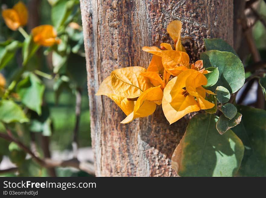 Tropical decorative bush with yellow flowers